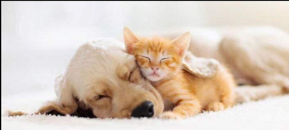 A dog and kitten resting together