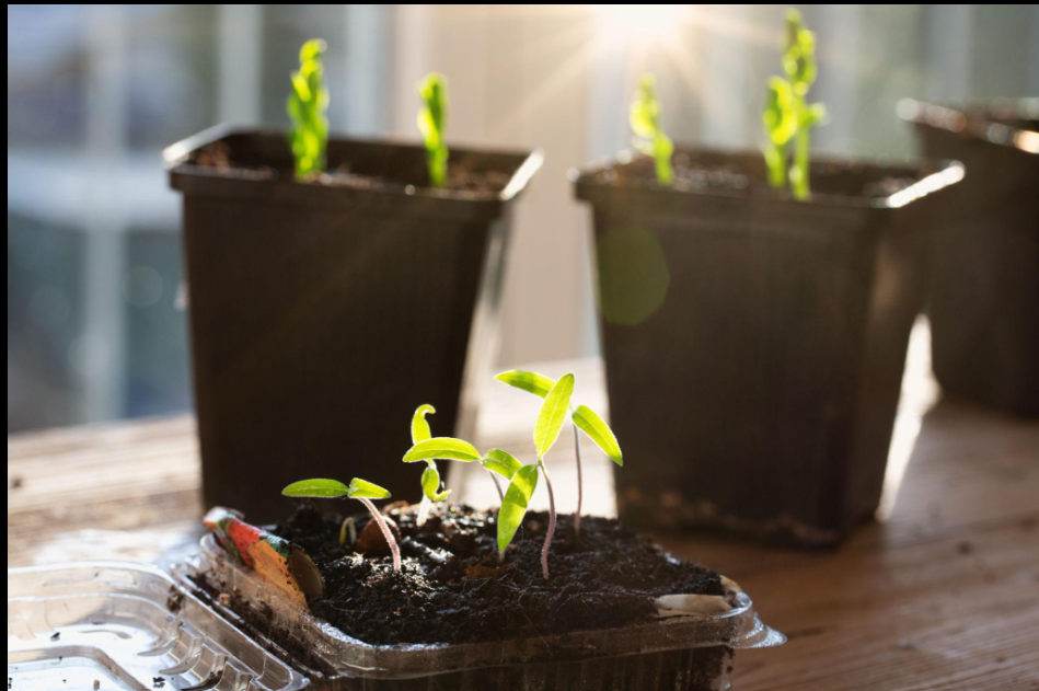 Young seedlings growing in sunlight
